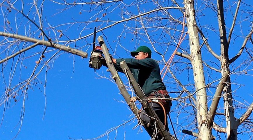 Professional Tree Trimming